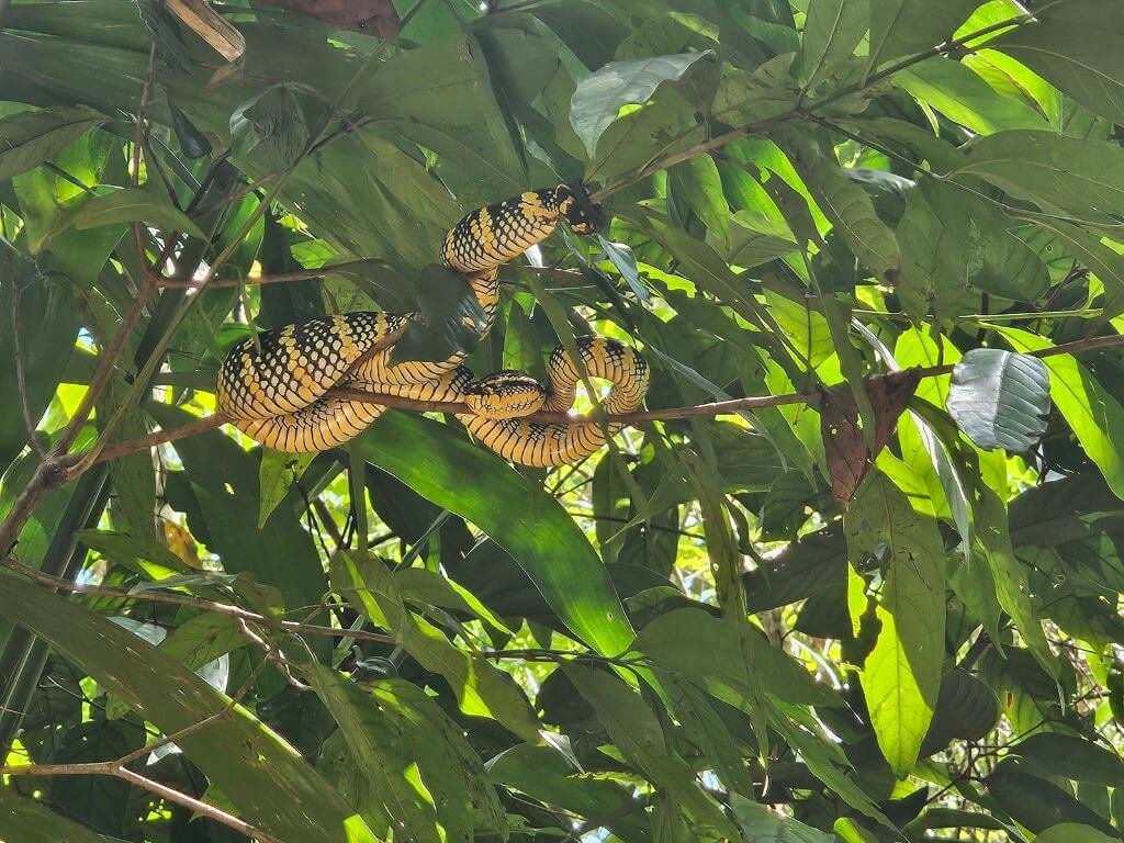 Khao Sok met kinderen: slang in de boom gevonden tijdens wandelen in het National Park 