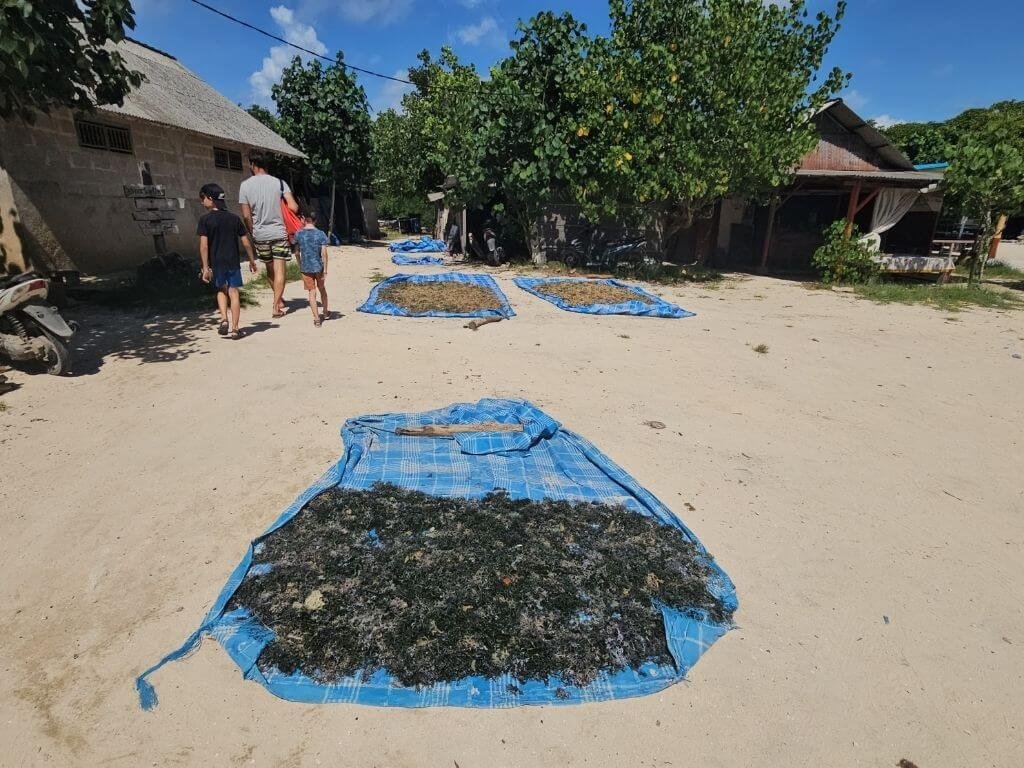 Zeewierplantage in het mangrovegebied van Nusa, Bali met kinderen