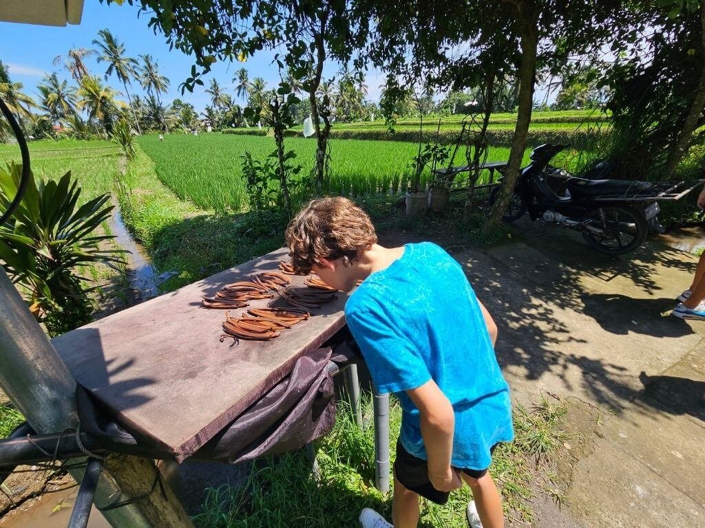 Ubud met kinderen – wandelen langs rijstvelden en kruidenwinkeltjes op de Sari Organic Walk